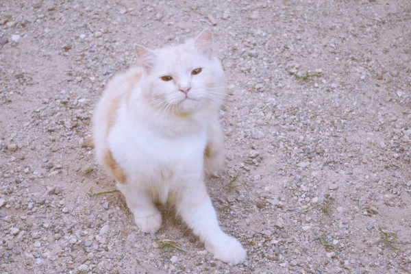 Милі перські коти грають на землі — стокове фото