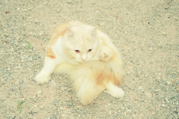 Kucing persian lucu bermain di tanah — Stok Foto