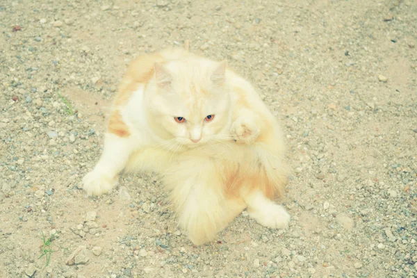 Cute  persian cats  playing on the ground — Stock Photo, Image