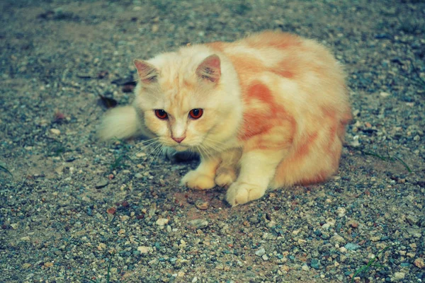 땅에 재생 귀여운 페르시아고양이 — 스톡 사진