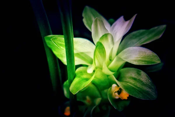 Белый и зеленый цветок, цветущий весной природа обои backgrou — стоковое фото
