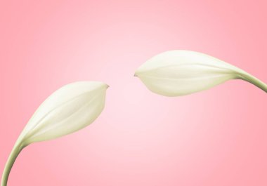 Beyaz çiçek pembe pastel arka planda, bahar çiçeği doğa 