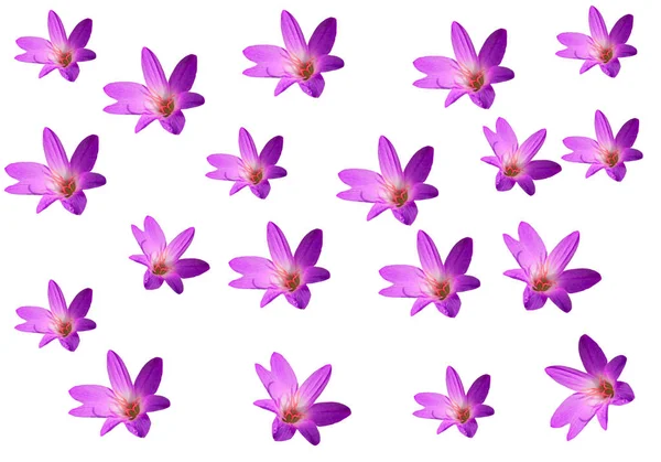 粉红色,紫色花隔离在白色图案背面 — 图库照片