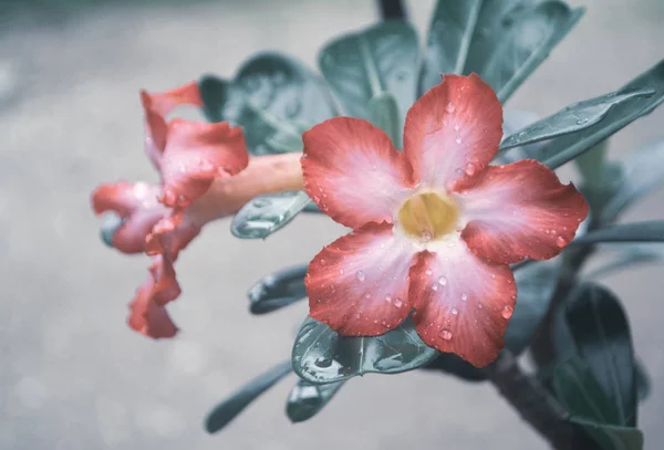 雨滴新鮮な春の自然バックと咲くピンクの花 — ストック写真