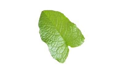 yeşil yaprak kırpma yolu ile beyaz arkaplanda izole 