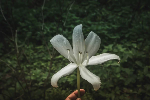 雨滴春の自然と熱帯の白い花｜AlliPhoneWallpapers.net — ストック写真