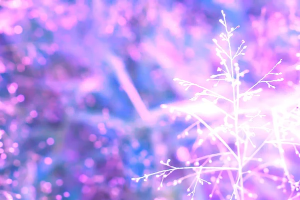 Bokeh violet avec fond de fleur d'herbe de printemps — Photo