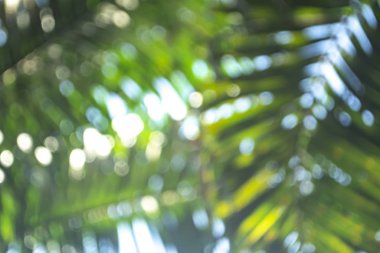 Yeşil bokeh doğa soyut arkaplan 