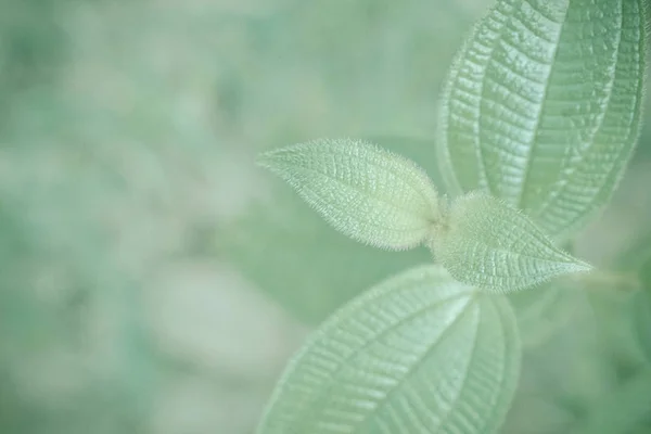 Green leaves with bokeh light  spring nature wallpaper backgroun — Stock Photo, Image