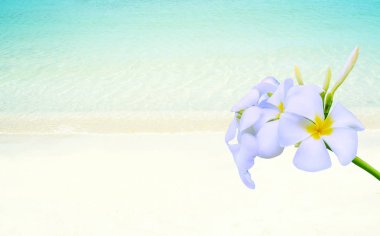 Plajlı beyaz tesisat çiçeği, soyut bahar doğası. 