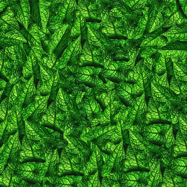 Grün lassen Textur Hintergrund — Stockfoto