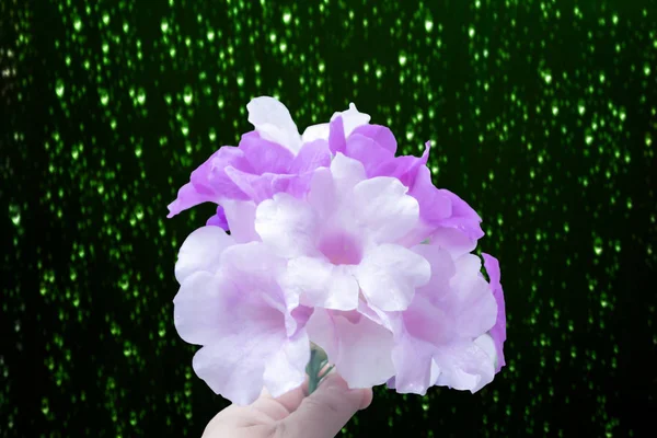 Viola fiore astratto natura sfondo — Foto Stock