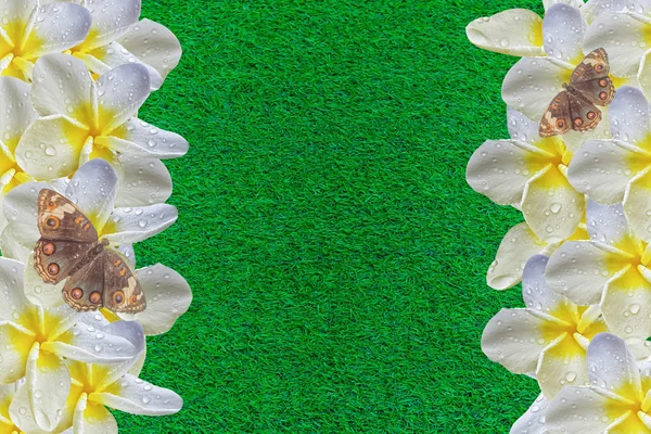 露滴と蝶とプルメリアの花、国境、フレームバック — ストック写真