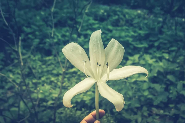 Tropical flor blanca primavera naturaleza fondo — Foto de Stock