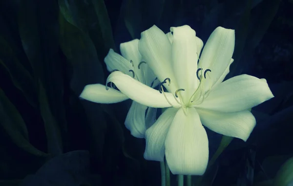 Flor blanca grande tropical que florece en naturaleza — Foto de Stock