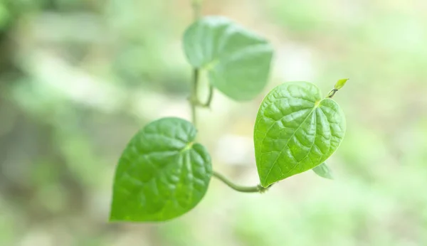 Verde hojas corazón forma primavera naturaleza fondo de pantalla — Foto de Stock
