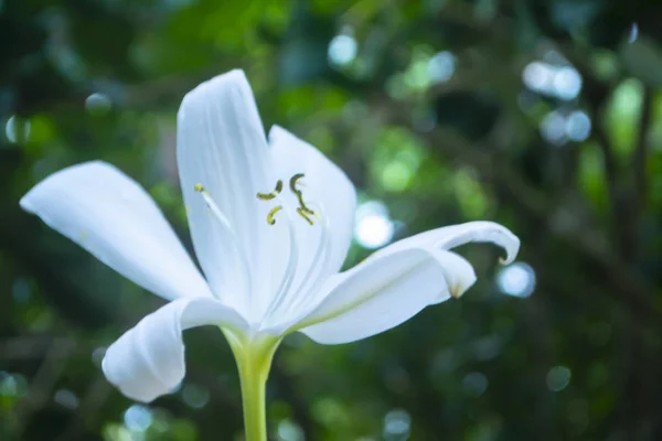 ソフトフォーカス白花咲く春の自然壁紙バックグラー — ストック写真