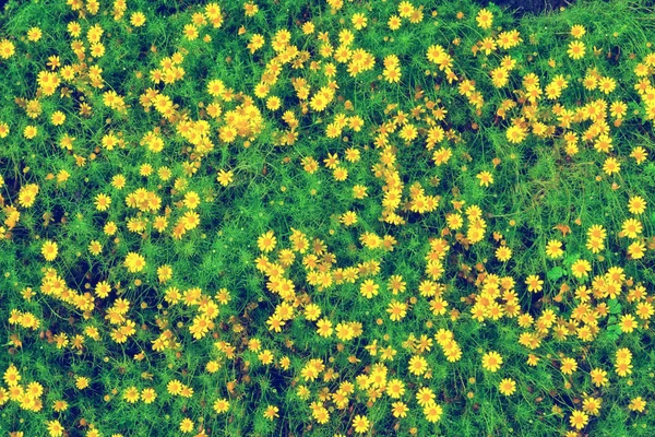 Small yellow flower blooming  , spring nature wallpaper  backgro — Stock Photo, Image