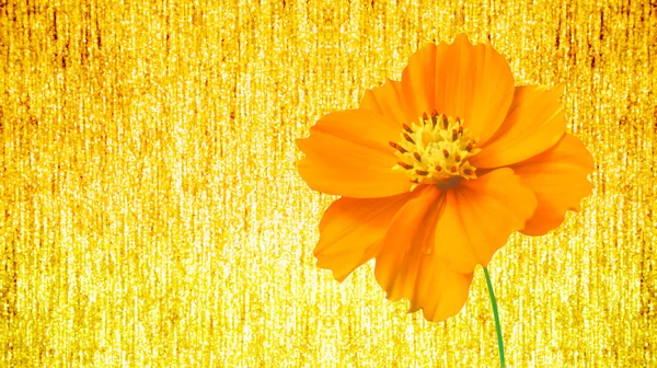 Flor cosmos amarillo con fondo bokeh luz oro de lujo — Foto de Stock