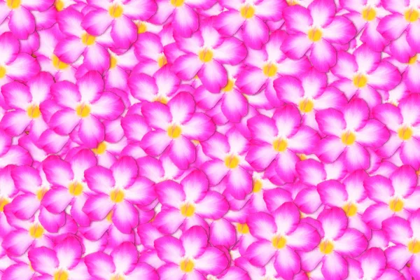 Pink flower  abstract spring nature pattern wallpaper   backgrou — Stock Photo, Image