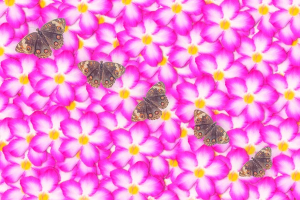 Pink flower  with brown butterflies abstract spring nature patte — 图库照片