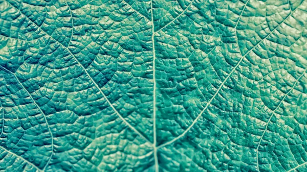 柔らかい焦点緑の葉のテクスチャ自然パターン抽象的な性質 — ストック写真