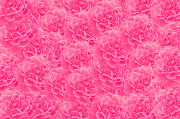 Pink rose flower  pattern  abstract  nature background — Stock Photo, Image
