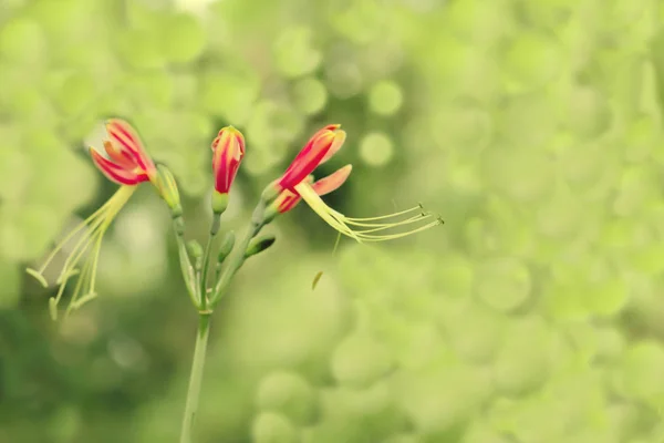 Flor roja con luz verde bokeh abstracto primavera naturaleza wallpap — Foto de Stock