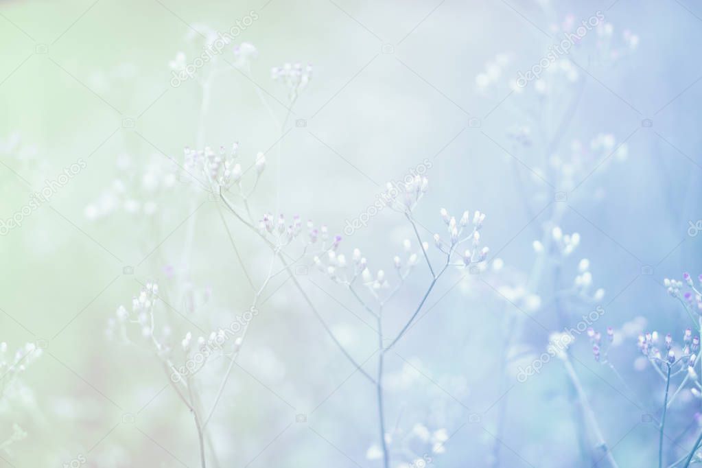 Soft focus Grass Flower  abstarct spring ,autumn nature backgrou