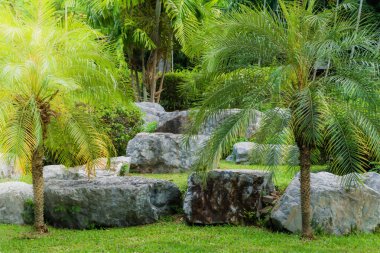 Tayland 'da tropik bitki bahçesi 