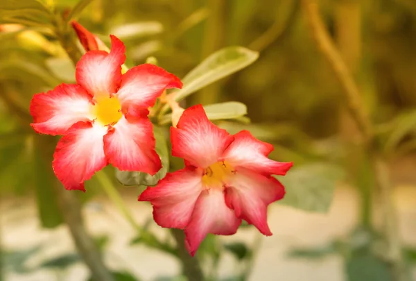 Rode bloem bloeiende lente natuur behang achtergrond — Stockfoto