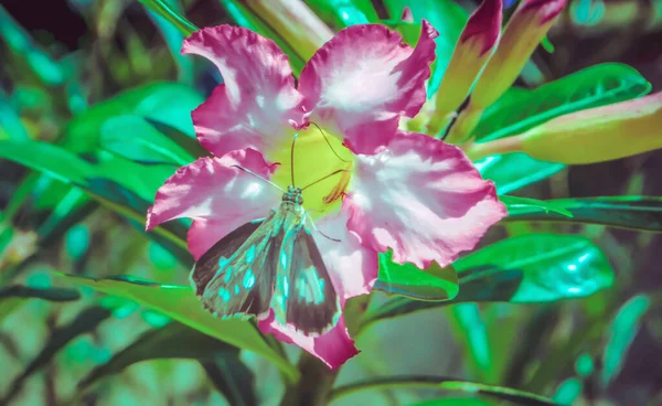 Flor Rosa Com Borboleta Marrom — Fotografia de Stock