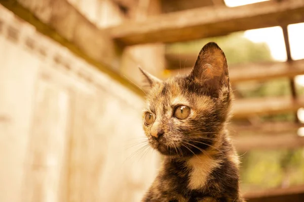 Lindo Gato Tailandés Amarillo Marrón Mirando Algo Enfoque Suave Selectivo —  Fotos de Stock