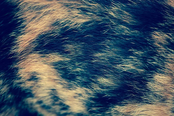 Foco Suave Pouco Colorido Pêlos Gato — Fotografia de Stock