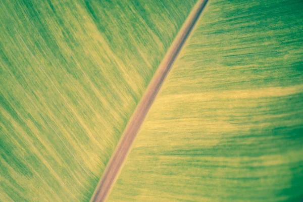 Miękkie Ostrość Kolorowe Zielone Żółte Liści Banana Tekstury Wiosna Natura — Zdjęcie stockowe