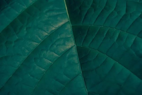 Textura Hoja Verde Enfoque Suave Fondo Naturaleza Primavera —  Fotos de Stock