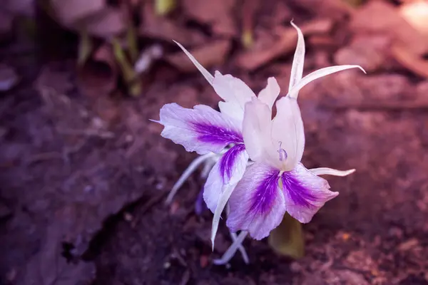 Wild Fialové Květ Kvetoucí Jaro Příroda Tapety Pozadí — Stock fotografie