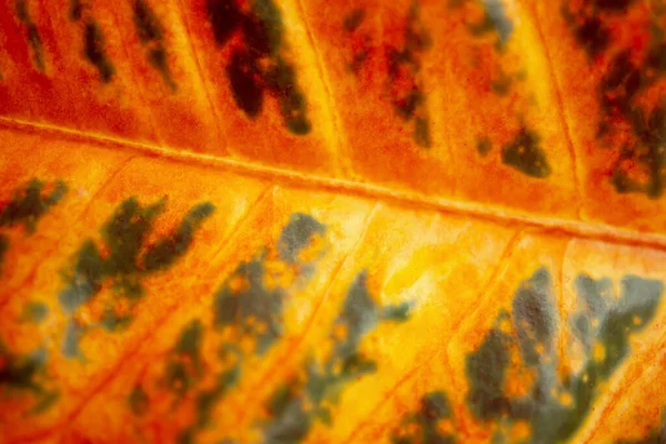 Мягкий Фокус Красочные Тропических Листьев Отнять Природный Фон — стоковое фото