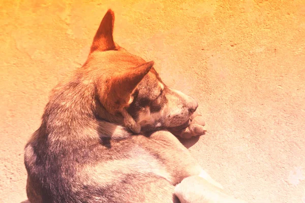 Милая Собака Спящая Полу — стоковое фото