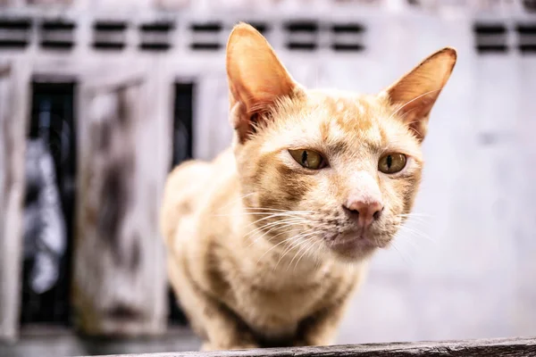 Gato Tailandês Bonito Procura Algo — Fotografia de Stock