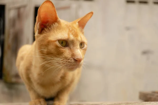 Söt Thailändsk Katt Letar Efter Något — Stockfoto