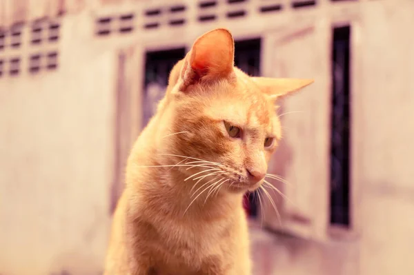 Söt Thailändsk Katt Letar Efter Något — Stockfoto