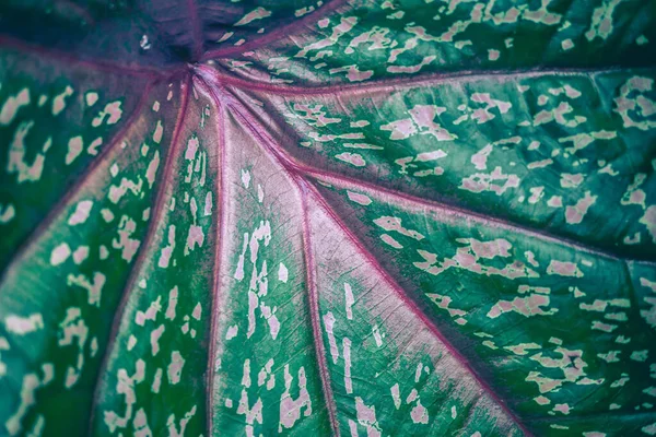 Verde Vermelho Rosa Folha Colorida Abtrair Natureza Fundo — Fotografia de Stock