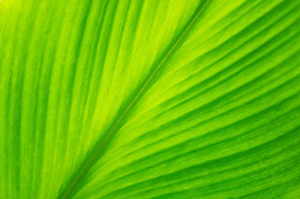 Weichen Fokus Grün Blätter Frühling Natur Tapete Hintergrund — Stockfoto