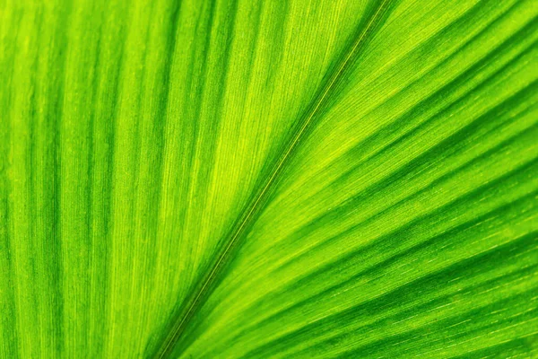 Weichen Fokus Grün Blätter Frühling Natur Tapete Hintergrund — Stockfoto