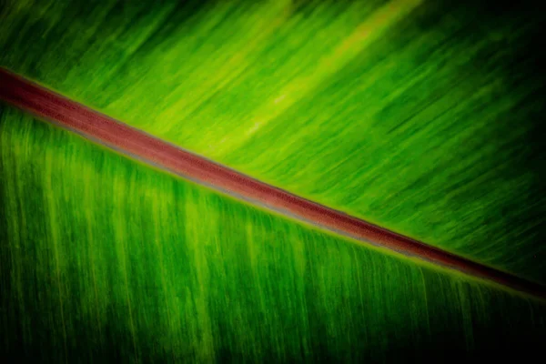 Selektywny Ostrość Zielony Liść Tekstury Abstrakcyjny Charakter Tła — Zdjęcie stockowe