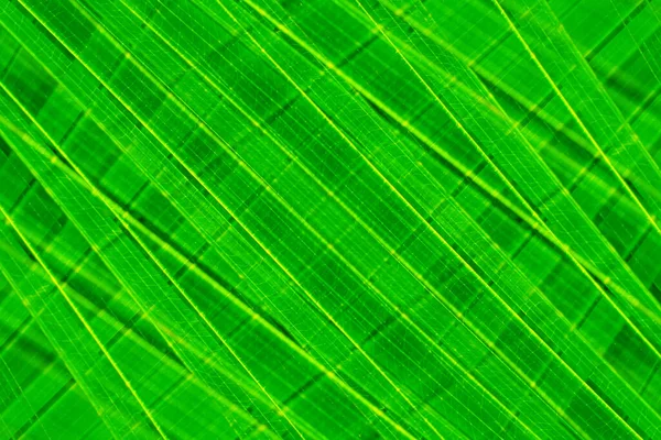 Abstrakte Grüne Blätter Frühling Natur Tapete Hintergrund — Stockfoto
