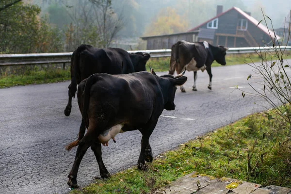 Nekler Dağ Yolunda Yürüyor Kırsal Evlerin Yanından Geçiyor — Stok fotoğraf