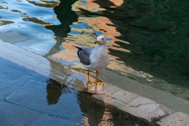Venedik kanalının kıyısında bir martı duruyor.