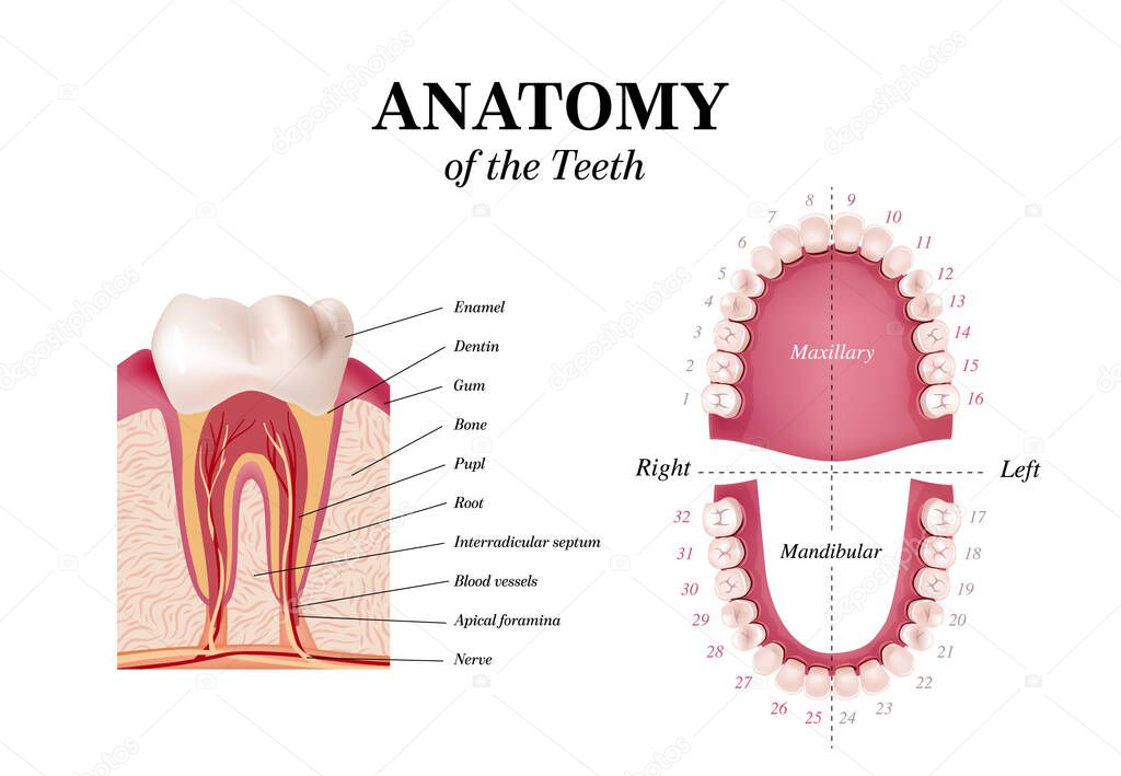 Oral Care health Concept. Medical banner or poster